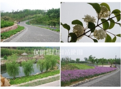山東大連-開發區-植物園（綠化項目）